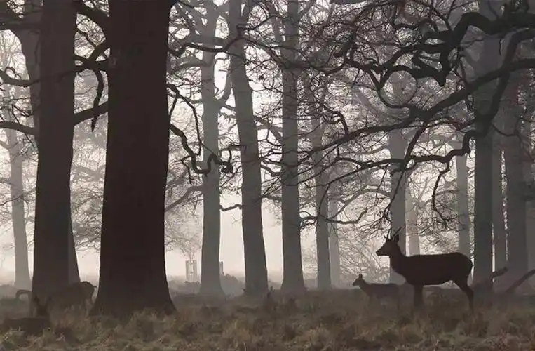 鹿- 堆糖,美图壁纸兴趣社区