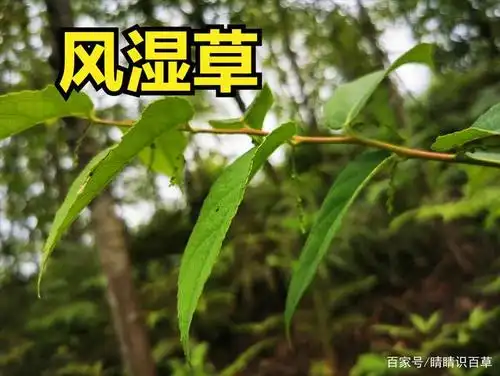 民间有一种泡脚的神草——风湿草,气味芳香,用法奇特,你认识吗