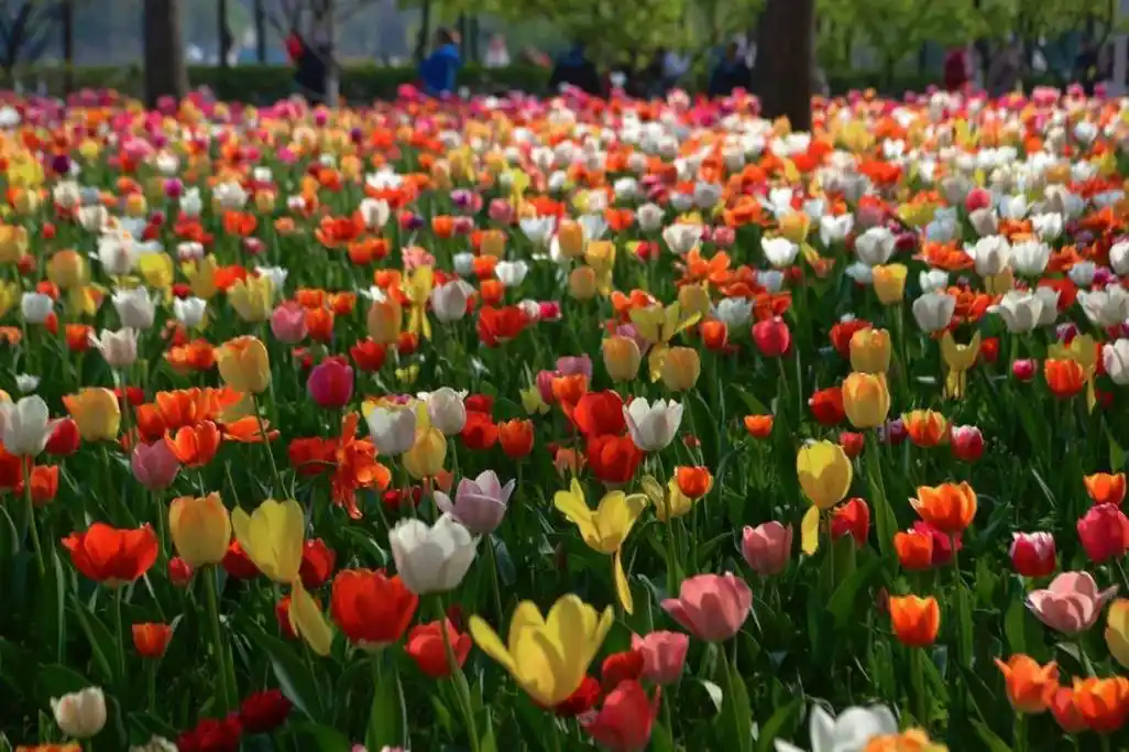 惊艳,震撼!大宁公园50万株郁金香,"郁"你邂逅!