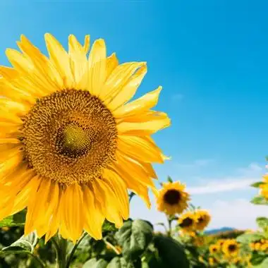 向日葵花微信头像图片金色的向日葵特写图片