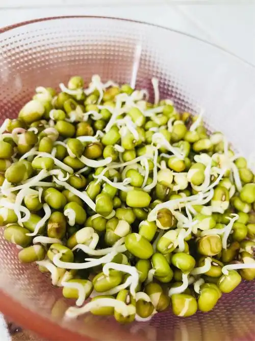 第五天:一颗颗绿豆伸着脖子,像一条条小辫子似的,有的骄傲的翘上了天