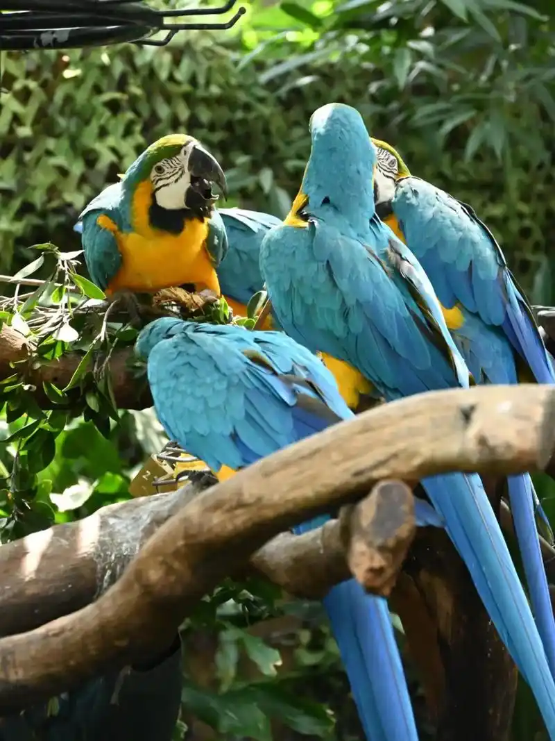 长隆野生动物世界 附攻略~周末带娃好去处,必须是长隆野生动物 - 抖音