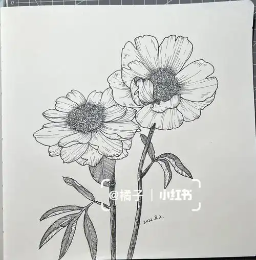 零基础学画画  #线描花卉  #线描  #创意线描  #花卉  #线描画
