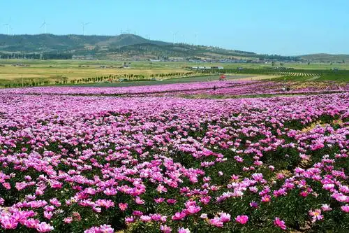 醉美芍药 相约花海____傲牛堡村欢迎您