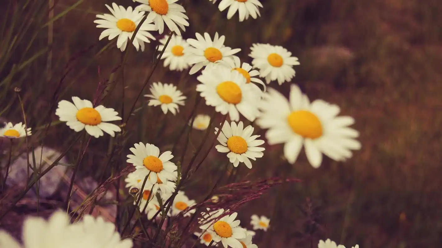 唯美花卉清新植物摄影桌面壁纸图片下载