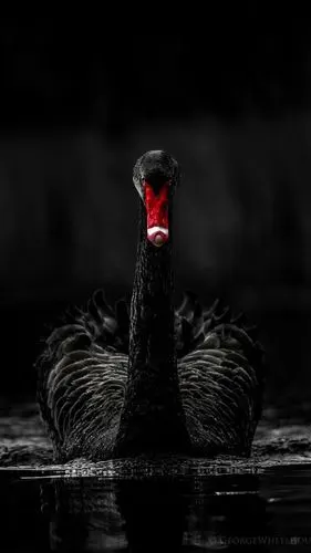 黑天鹅 - 堆糖,美图壁纸兴趣社区