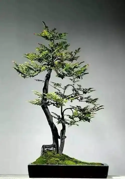 黑骨香盆景养护方法寓意美好造型奇特