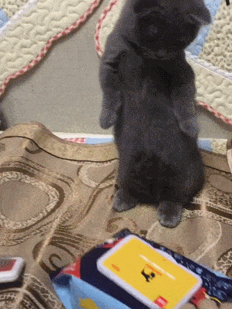 334_445竖版 竖屏gif 动态图 动图