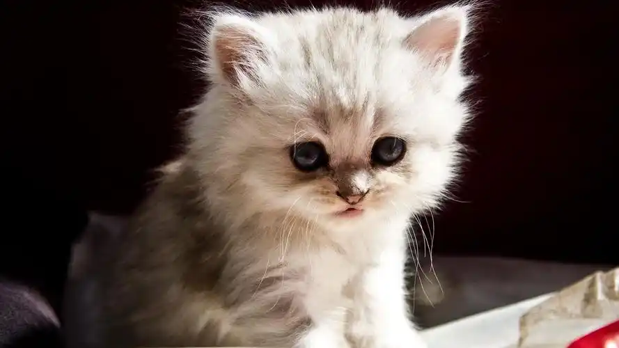 阳光下可爱的小猫咪清澈大眼睛系列高清电脑壁纸 - 知乎