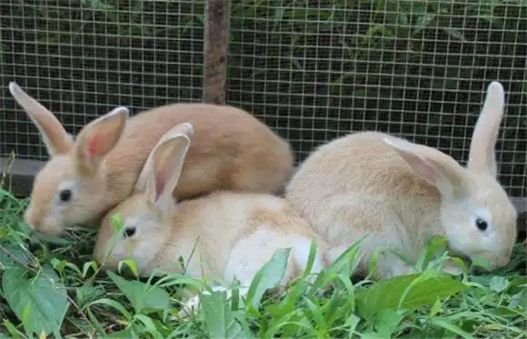 福建黄兔生病了怎么治疗