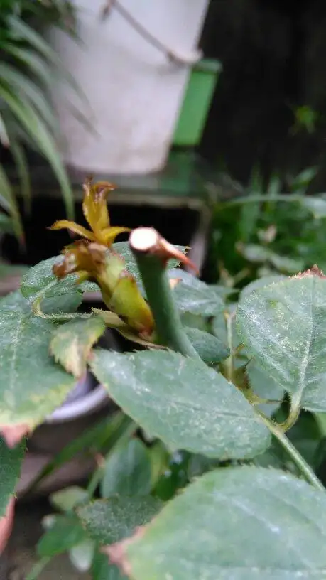 五六月份移植的月季,新发的芽发黑,发硬,卷曲,叶面不平整,有的新芽刚