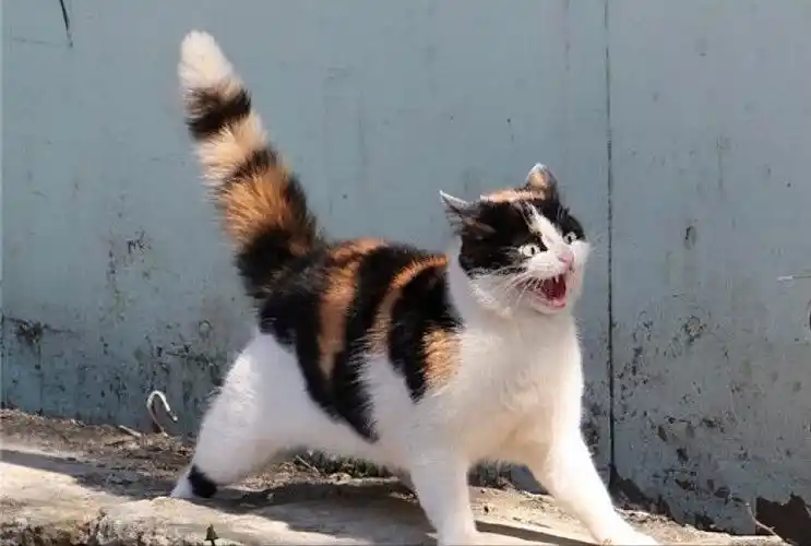 猫摇尾巴代表什么(猫咪"摇尾巴"代表什么意思?