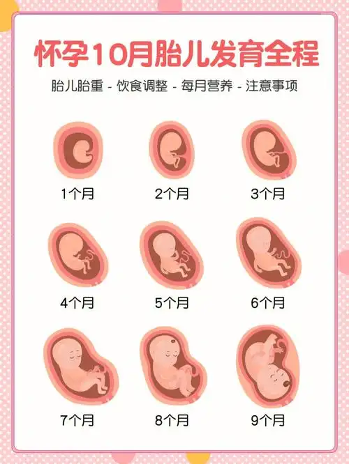 孕妇怀胎10月宝宝发育全过程梳理