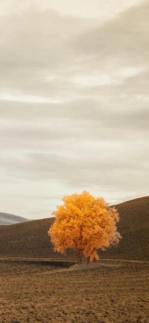 壁纸|清新简约风景图,那些好看的都值得记录!