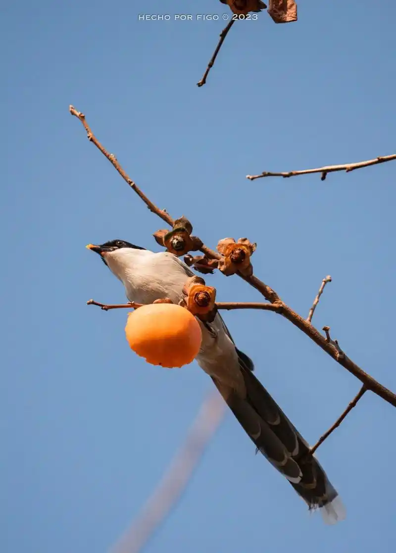 柿子#柿子熟了 #柿柿如意 #柿子红了 #喜鹊 - 抖音