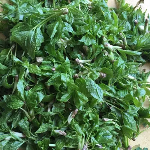 采下来的刺五加芽儿