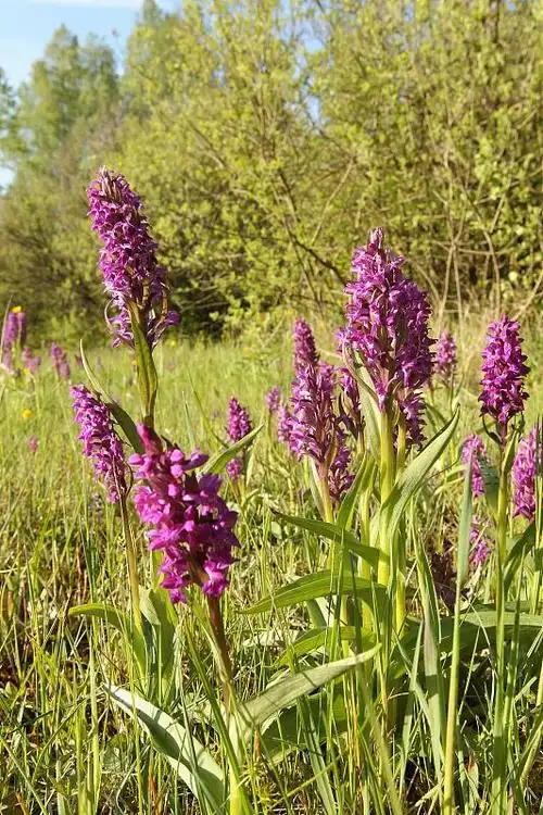 阔叶兰花(dactylorhiza majalis),产自德国巴伐利亚的allgaeu图片下载