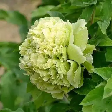 牡丹花品种有哪些(十大最好看的牡丹花排名)