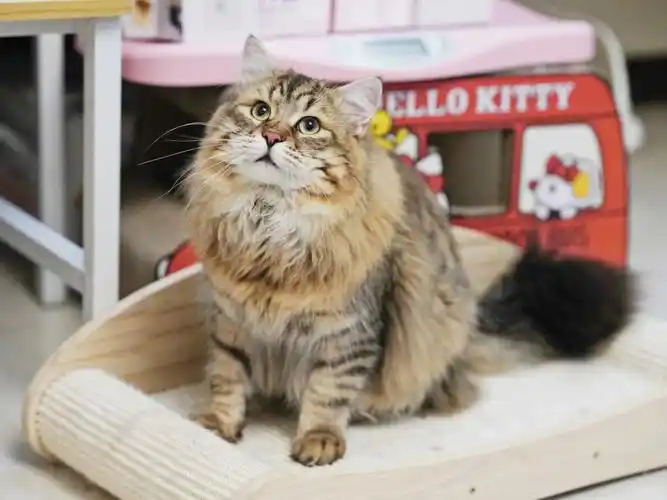 西伯利亚森林猫是马上要当爸爸的瑞瑞