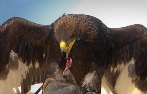 无人,吃,横图,室外,特写,白天,正面,野生动物,鹰,蒙古,鸟类,捕食,生食