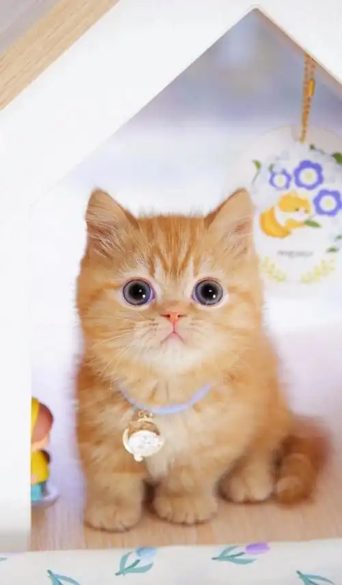 96橘色米努特矮脚猫 弟弟贴地矮 饼饼脸 超正的正橘色 呆萌宝贝