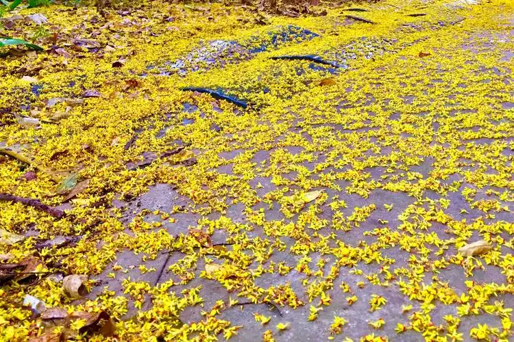 武汉秋色·栾树花落 一地金黄【湖北工业大学】