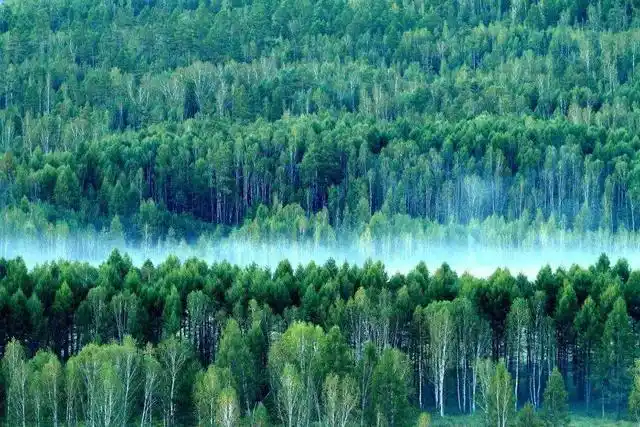原始森林大兴安岭,远离城市的喧嚣,一片生机盎然