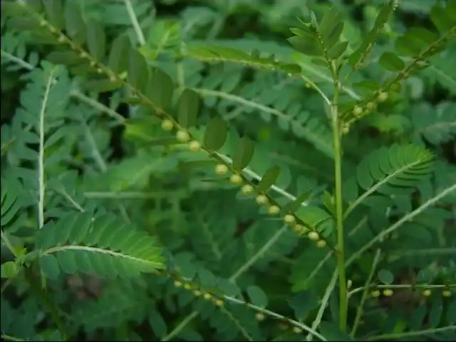 这是草本叶下珠(因为叫叶下珠的植物还有木本的).