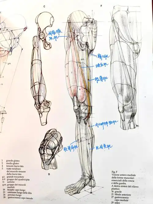 意大利美院解剖课下肢肌肉纯干货
