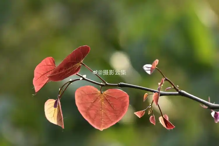 夏天的加拿大紫荆叶子愈发红艳
