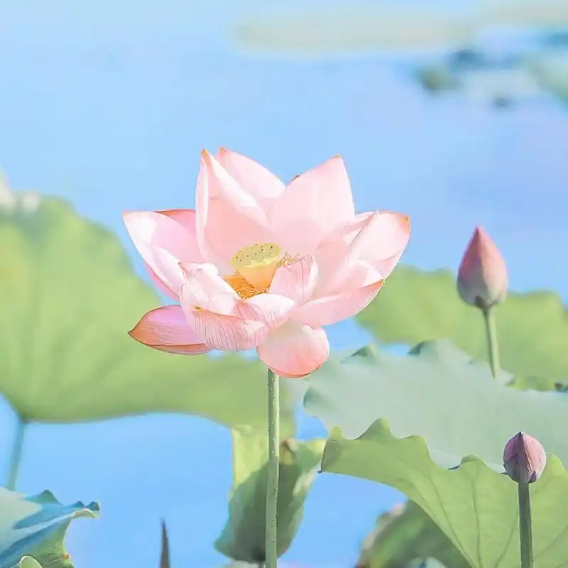 荷花头像-清新脱俗头像 生活可可爱爱 世间一切与我无关