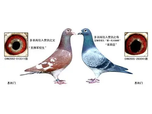 首 页  铭 鸽  新鸽上架  推荐铭鸽  定价鸽  信鸽拍卖 黄金配对