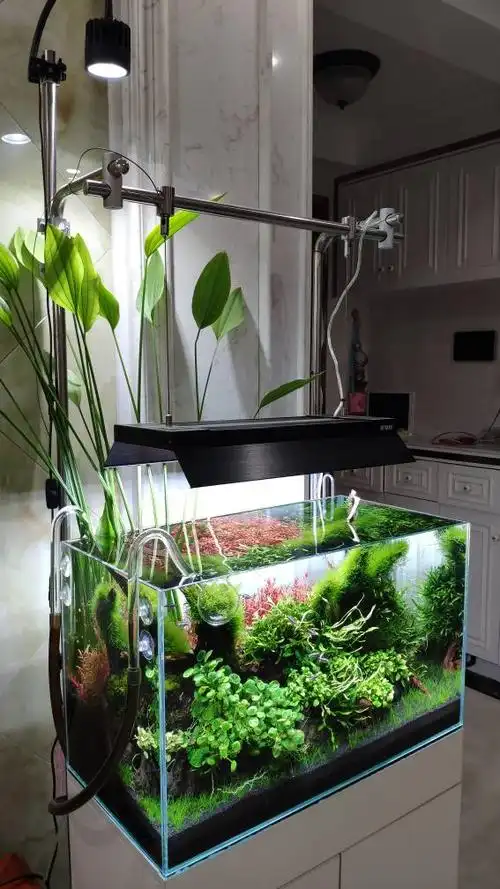 论坛 69 然然水草 69 水草造景 69 存档2 69 调整一下,这60缸