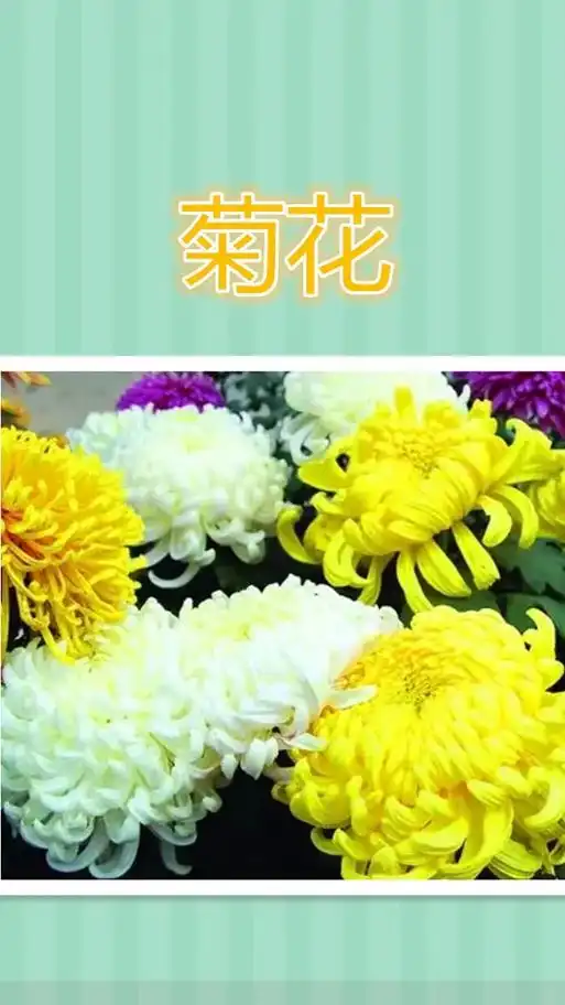 日常食用菊花品种及功效 - 抖音