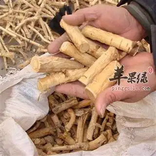 锦鸡儿根的药用价值有哪些
