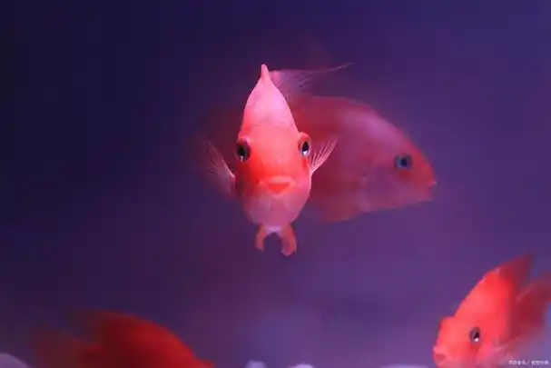 招财鱼,它的名字就带着吉祥和富饶的寓意,是许多家庭和办公室的宠儿.