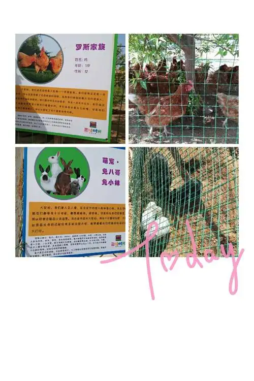 接着我们去兔八哥,兔小妹,俄罗斯家族家看看,了解了他们的特征和生活