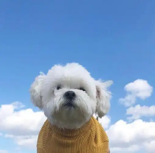 超级皮的句子,搞笑可爱,让人开心乐开怀