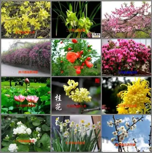 十二月花开—大班级部家园共育活动指导