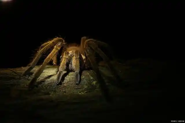 吸血鬼蜘蛛如何锁定雌性蚊子?