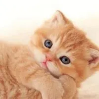 呆萌英短猫头像高清图片_微信头像图片大全