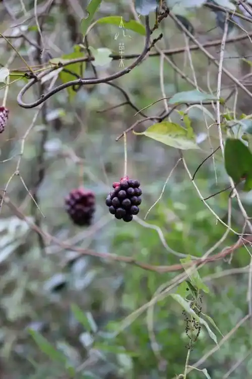 南五味子我帮你育娃你为我传粉