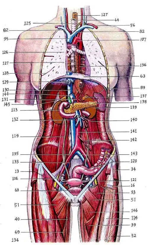 人体肌肉解剖结构