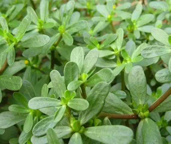 植物提取物 糖马齿苋粉 药食同源原料