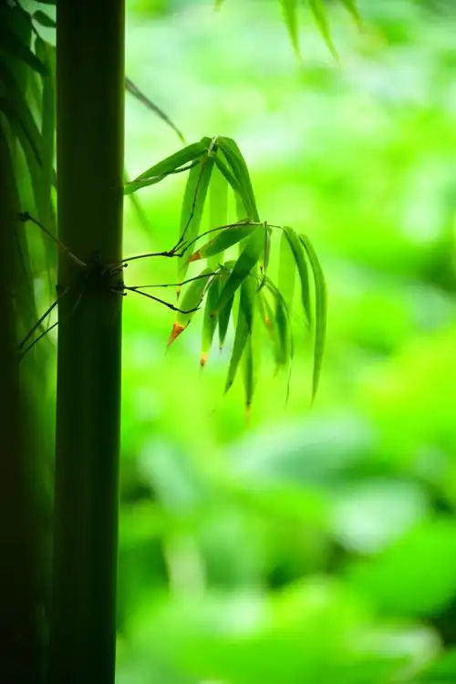 800_1200竖版 竖屏