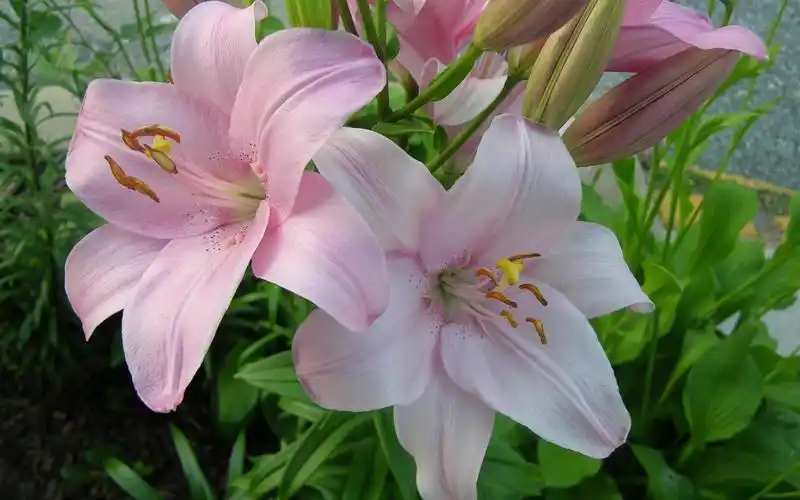 ***美丽的百合壁纸2160x1440分辨率查看