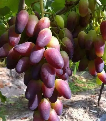 知道葡萄的品种有这么多我就惊讶了,资深吃货狗都没见过的品种