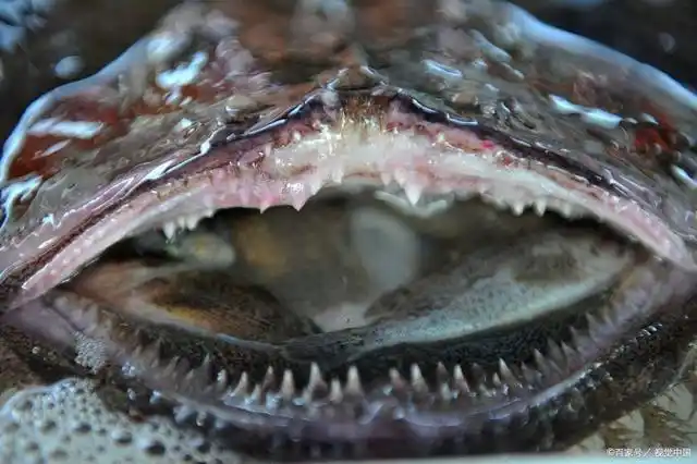 试吃北方特产海鱼,先生鱼.炸一遍,馋哭隔壁小孩 简单容易上手