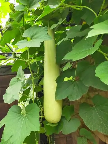 这个是我们家种的大葫芦,我还是第一次见到的长葫芦.非常的可爱