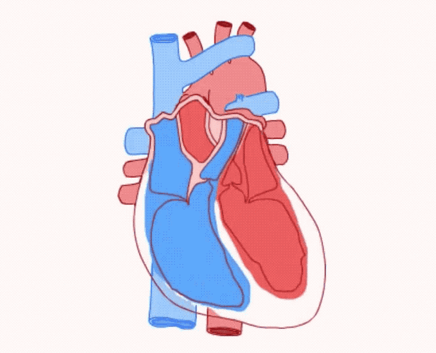 心跳超过80次/分就该找医生,高血压患者有个最佳心率_腾讯新闻